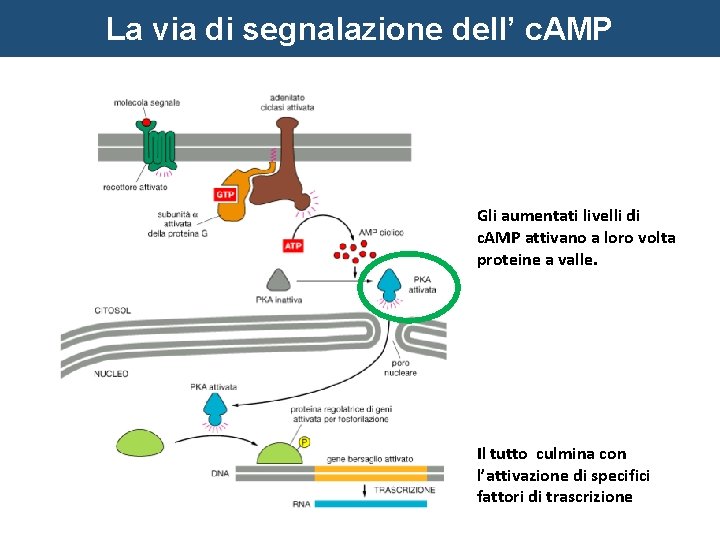 La via di segnalazione dell’ c. AMP Gli aumentati livelli di c. AMP attivano