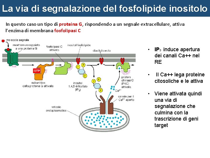 La via di segnalazione del fosfolipide inositolo In questo caso un tipo di proteina