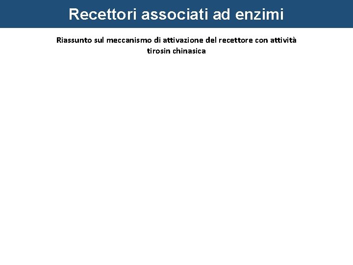 Recettori associati ad enzimi Riassunto sul meccanismo di attivazione del recettore con attività tirosin