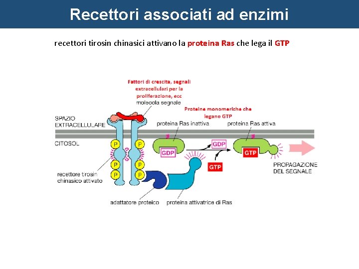 Recettori associati ad enzimi recettori tirosin chinasici attivano la proteina Ras che lega il