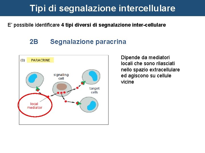 Tipi di segnalazione intercellulare E’ possibile identificare 4 tipi diversi di segnalazione inter-cellulare 2