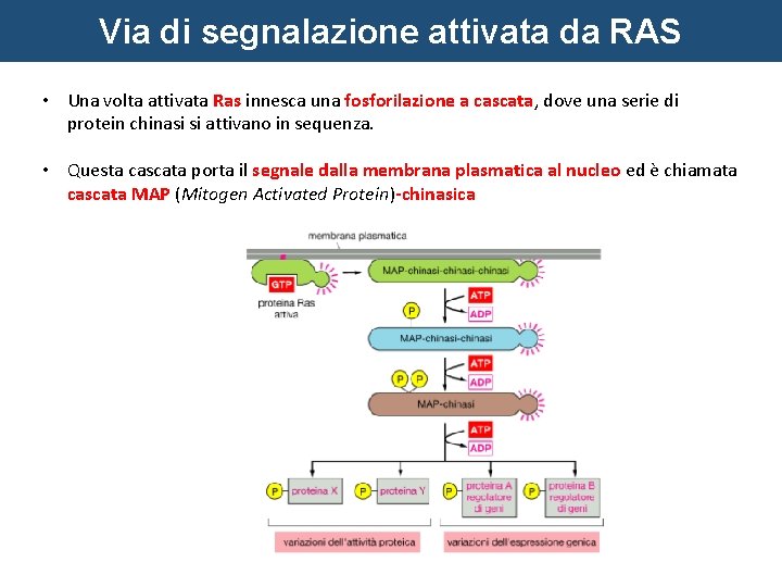 Via di segnalazione attivata da RAS • Una volta attivata Ras innesca una fosforilazione