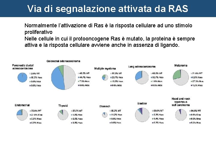 Via di segnalazione attivata da RAS Normalmente l’attivazione di Ras è la risposta cellulare