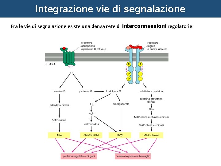 Integrazione vie di segnalazione Fra le vie di segnalazione esiste una densa rete di