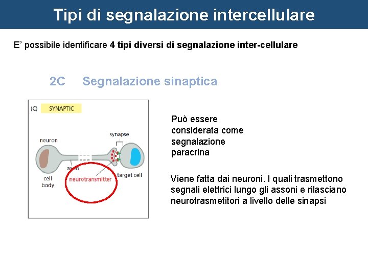 Tipi di segnalazione intercellulare E’ possibile identificare 4 tipi diversi di segnalazione inter-cellulare 2