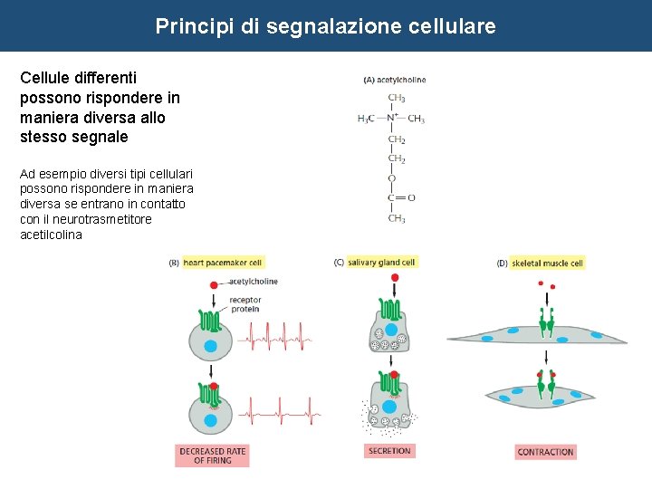 Principi di segnalazione cellulare Cellule differenti possono rispondere in maniera diversa allo stesso segnale
