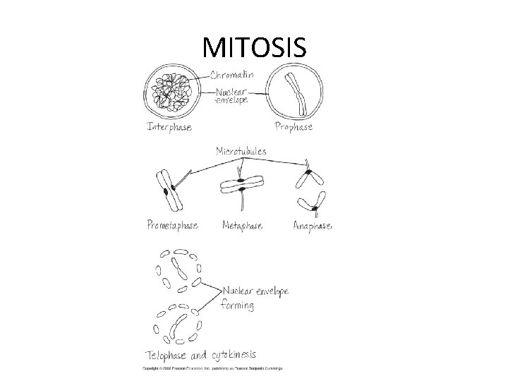 MITOSIS 