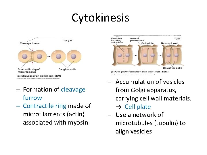 Cytokinesis – Formation of cleavage furrow – Contractile ring made of microfilaments (actin) associated