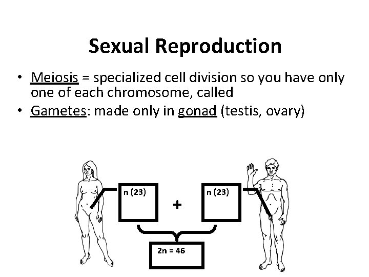 Sexual Reproduction • Meiosis = specialized cell division so you have only one of