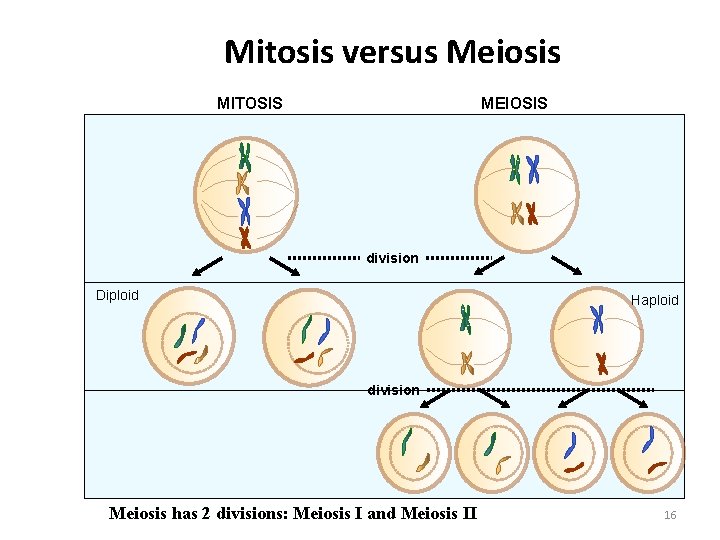 Mitosis versus Meiosis MITOSIS MEIOSIS Diploid somatic cell Diploid gamete precursor duplication division Diploid