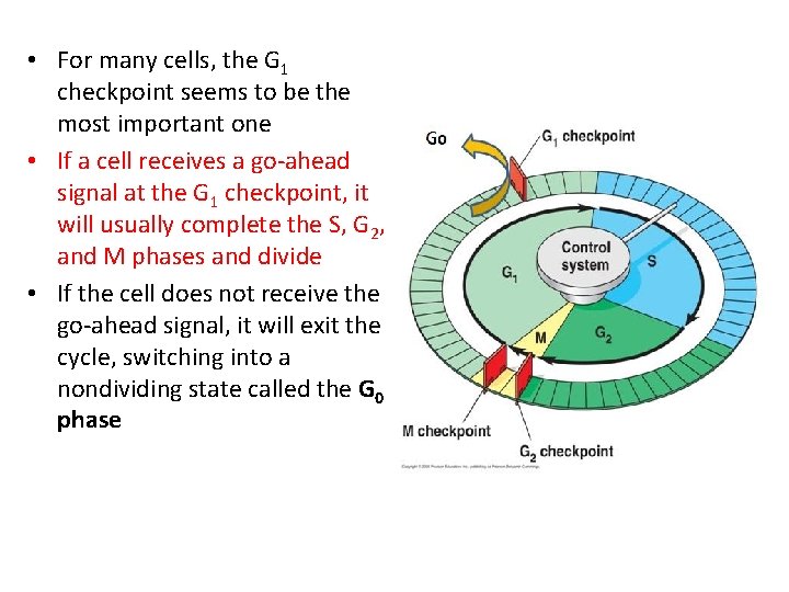  • For many cells, the G 1 checkpoint seems to be the most