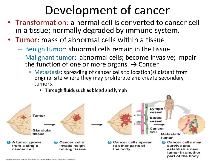 Development of cancer • Transformation: a normal cell is converted to cancer cell in