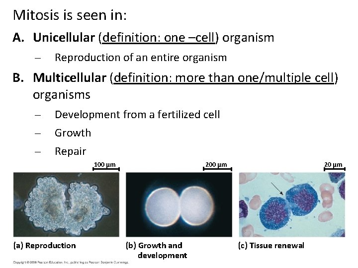 Mitosis is seen in: A. Unicellular (definition: one –cell) organism – Reproduction of an