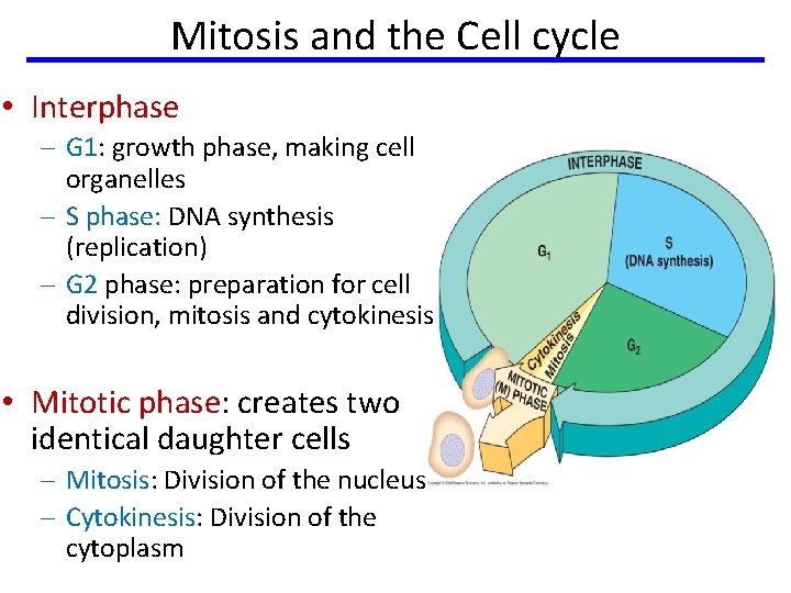 Mitosis and the Cell cycle • Interphase – G 1: growth phase, making cell