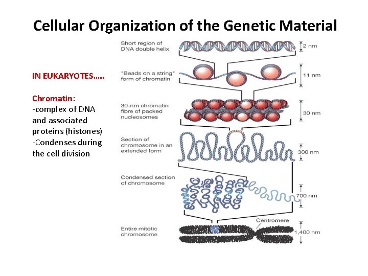 Cellular Organization of the Genetic Material IN EUKARYOTES…. . Chromatin: -complex of DNA and