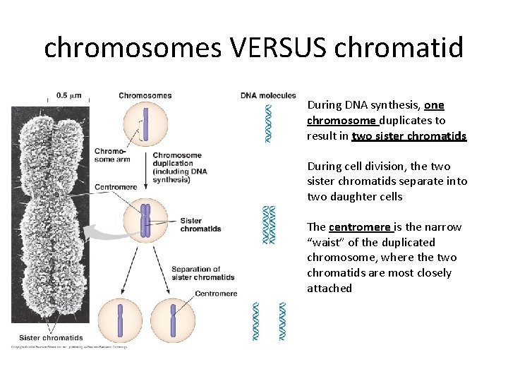 chromosomes VERSUS chromatid During DNA synthesis, one chromosome duplicates to result in two sister