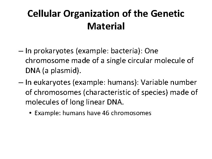 Cellular Organization of the Genetic Material – In prokaryotes (example: bacteria): One chromosome made