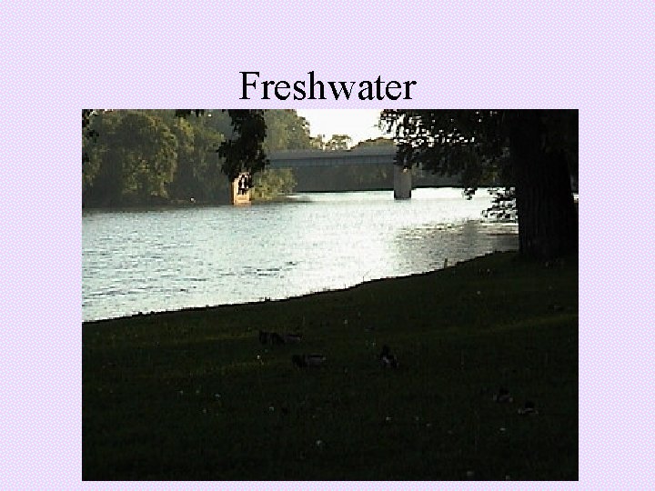 Freshwater Freshwater