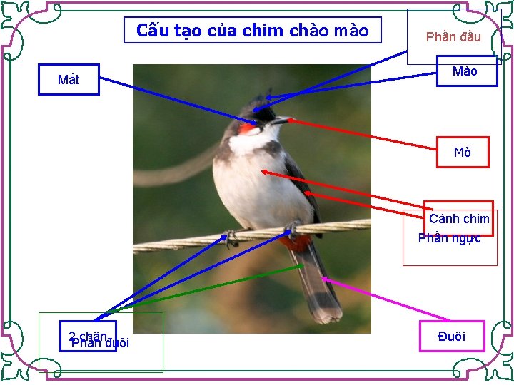 Cấu tạo của chim chào mào Mắt Phần đầu Mào Mỏ Cánh chim Phần