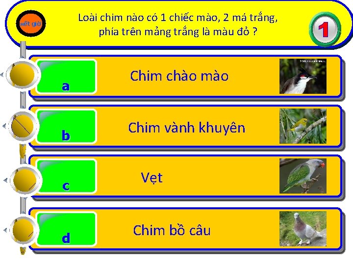 Loài chim nào có 1 chiếc mào, 2 má trắng, phía trên mảng trắng