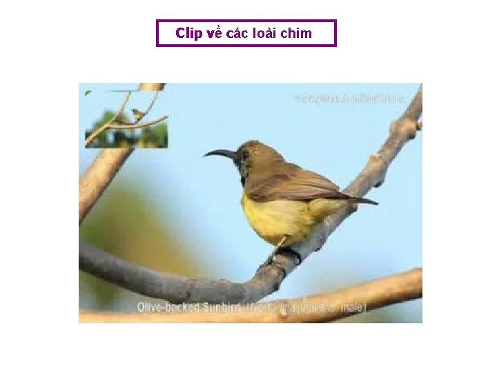 Clip về các loài chim 