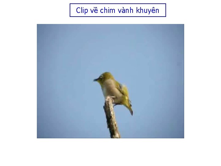 Clip về chim vành khuyên 