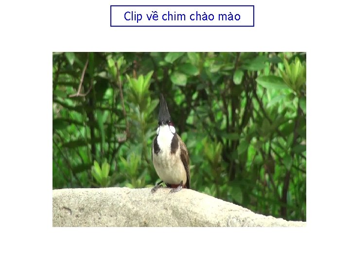 Clip về chim chào mào 