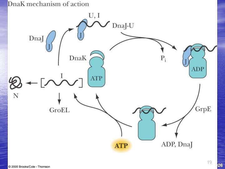 19 Fig. 31 -2 b, p. 1026 19 Fig. 31 -2 b, p. 1026