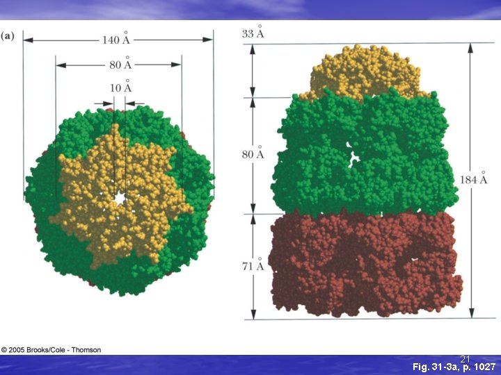 21 Fig. 31 -3 a, p. 1027 21 Fig. 31 -3 a, p. 1027