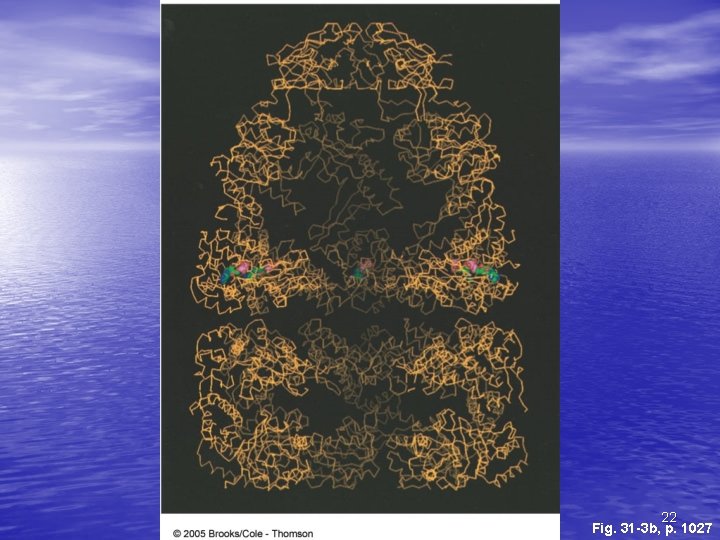 22 Fig. 31 -3 b, p. 1027 22 Fig. 31 -3 b, p. 1027