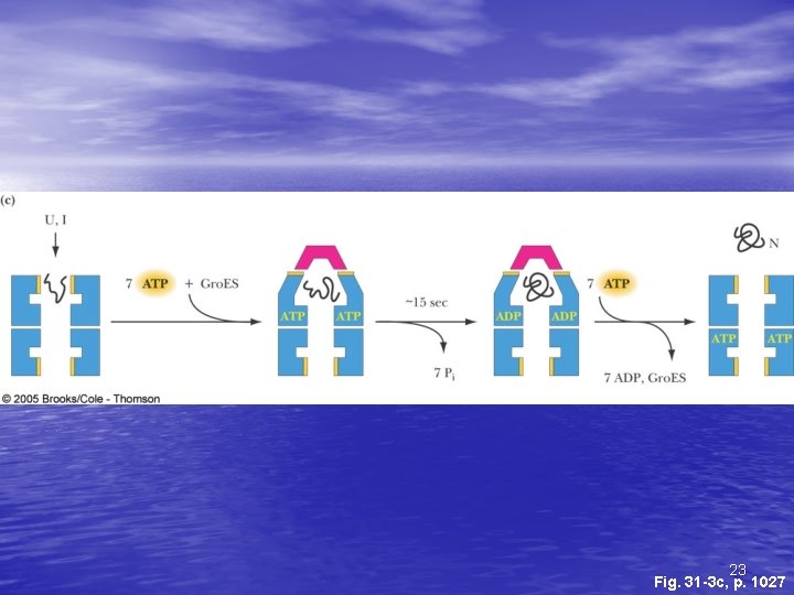23 Fig. 31 -3 c, p. 1027 23 Fig. 31 -3 c, p. 1027