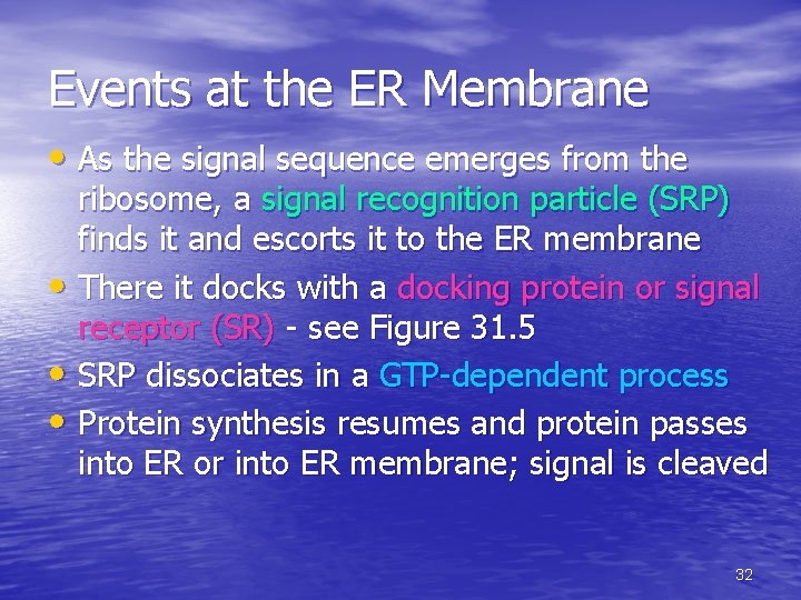 Events at the ER Membrane • As the signal sequence emerges from the ribosome, Events at the ER Membrane • As the signal sequence emerges from the ribosome,