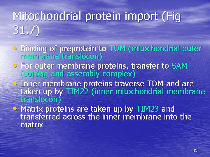 Mitochondrial protein import (Fig 31. 7) • Binding of preprotein to TOM (mitochondrial outer Mitochondrial protein import (Fig 31. 7) • Binding of preprotein to TOM (mitochondrial outer