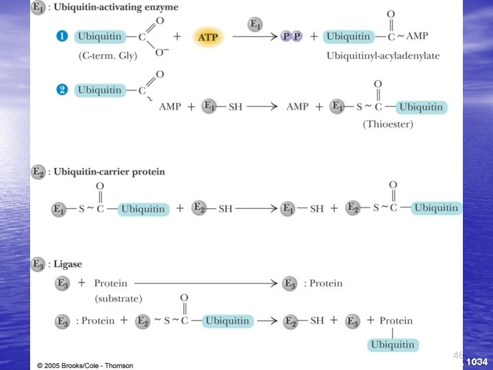 46 Fig. 31 -8, p. 1034 46 Fig. 31 -8, p. 1034
