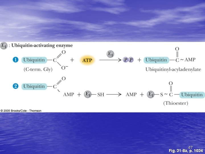47 Fig. 31 -8 a, p. 1034 47 Fig. 31 -8 a, p. 1034