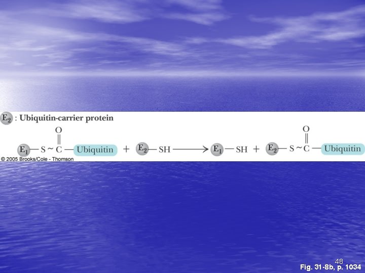 48 Fig. 31 -8 b, p. 1034 48 Fig. 31 -8 b, p. 1034