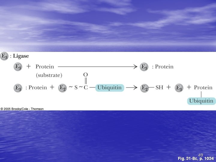 49 Fig. 31 -8 c, p. 1034 49 Fig. 31 -8 c, p. 1034