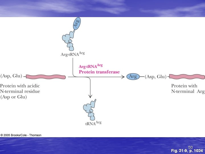 50 Fig. 31 -9, p. 1034 50 Fig. 31 -9, p. 1034