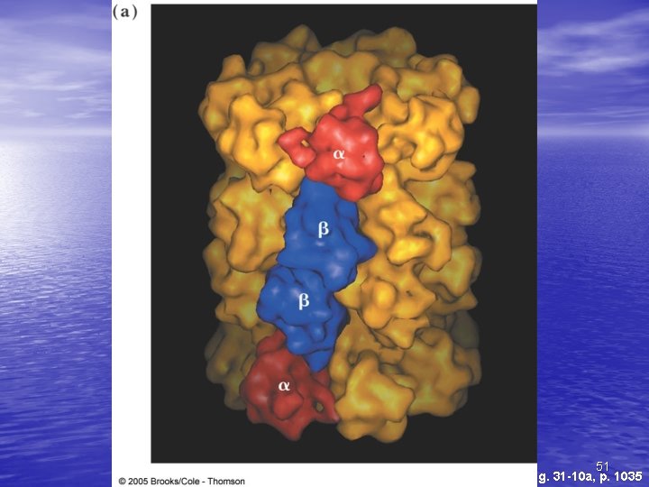 51 Fig. 31 -10 a, p. 1035 51 Fig. 31 -10 a, p. 1035