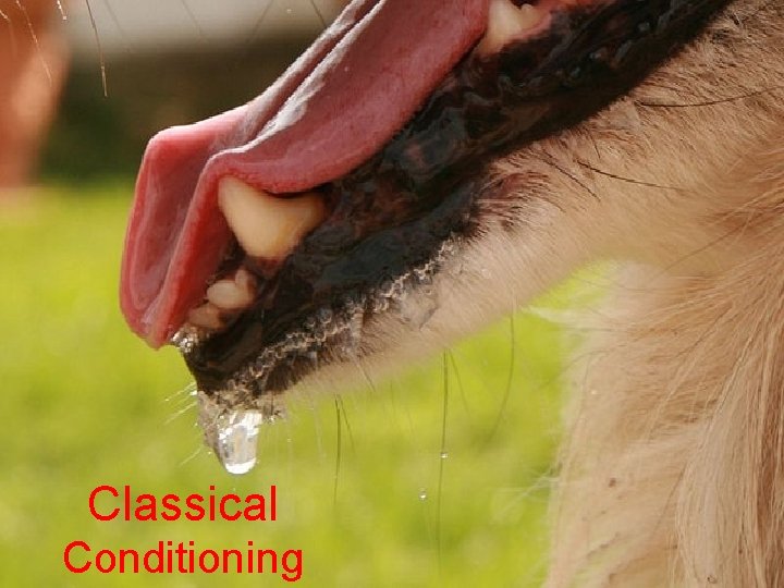 Classical Conditioning 