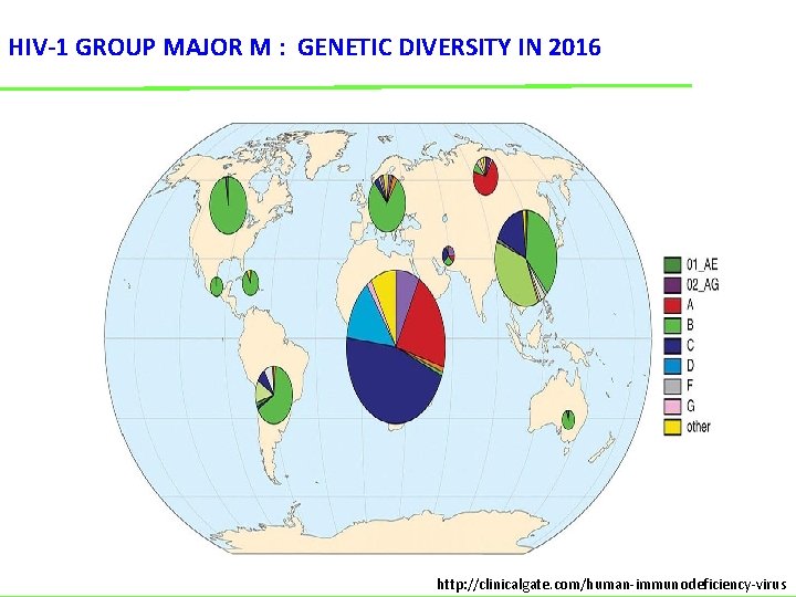 HIV-1 GROUP MAJOR M : GENETIC DIVERSITY IN 2016 http: //clinicalgate. com/human-immunodeficiency-virus 