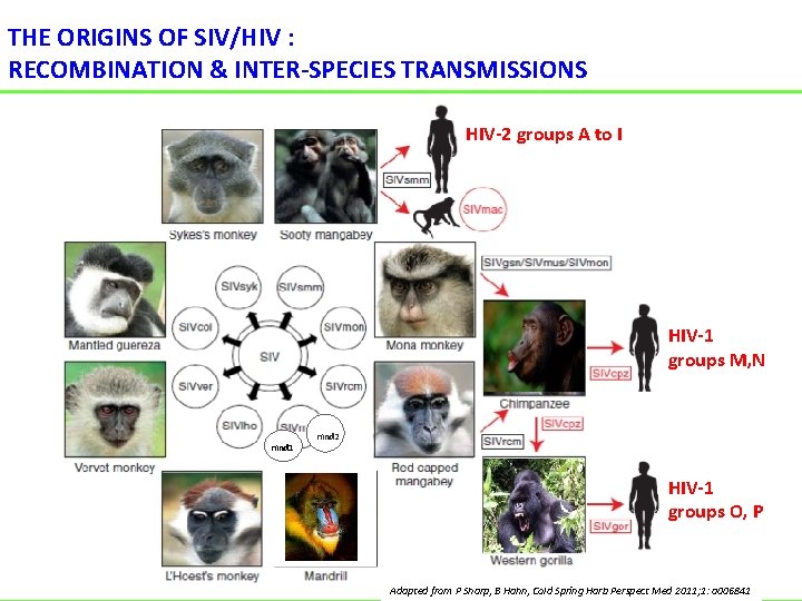THE ORIGINS OF SIV/HIV : RECOMBINATION & INTER-SPECIES TRANSMISSIONS HIV-2 groups A to I