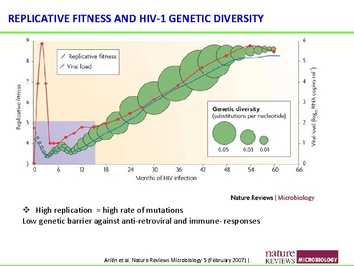 REPLICATIVE FITNESS AND HIV-1 GENETIC DIVERSITY v High replication = high rate of mutations