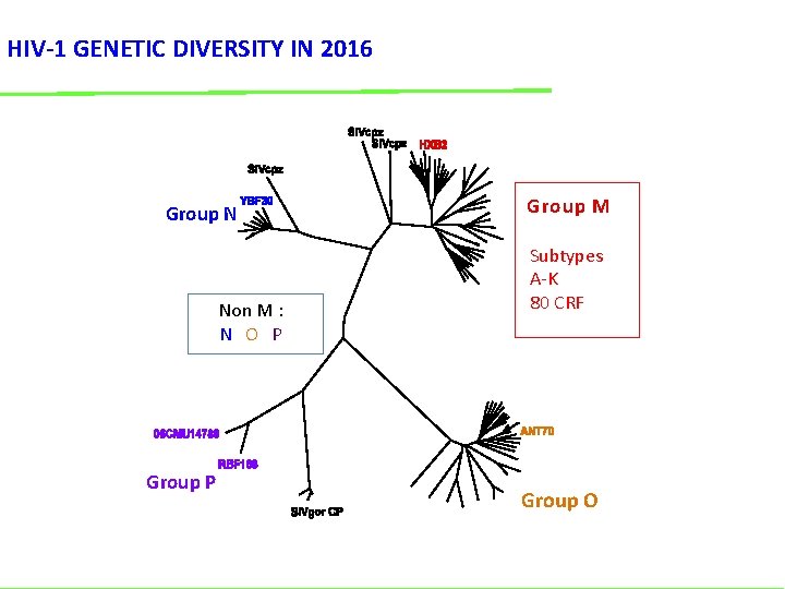 HIV-1 GENETIC DIVERSITY IN 2016 Group N Non M : N O P Group