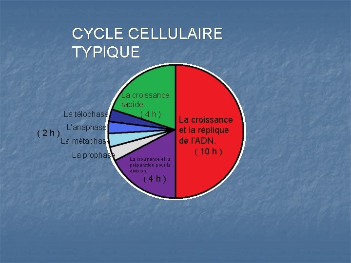 CYCLE CELLULAIRE TYPIQUE La télophase (2 h) La croissance rapide. (4 h) L’anaphase La