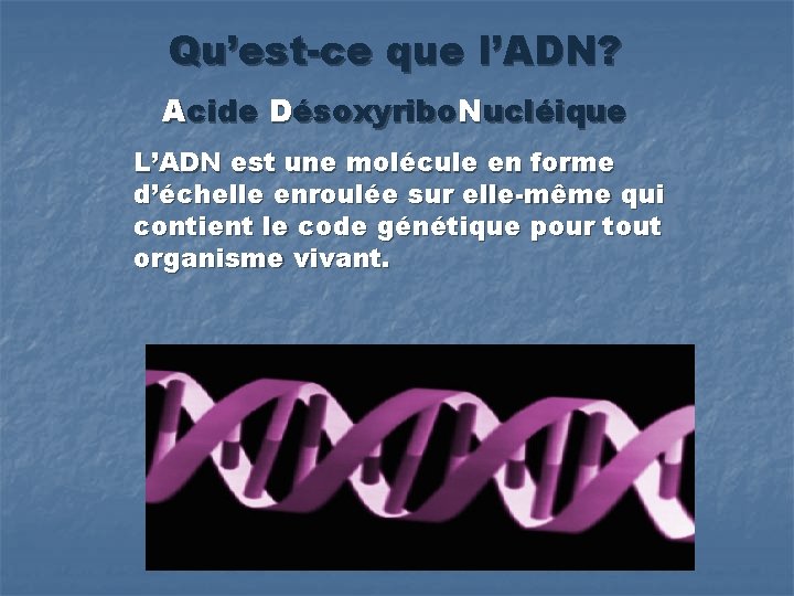 Qu’est-ce que l’ADN? Acide Désoxyribo. Nucléique L’ADN est une molécule en forme d’échelle enroulée
