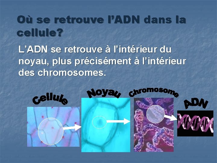 Où se retrouve l’ADN dans la cellule? L’ADN se retrouve à l’intérieur du noyau,