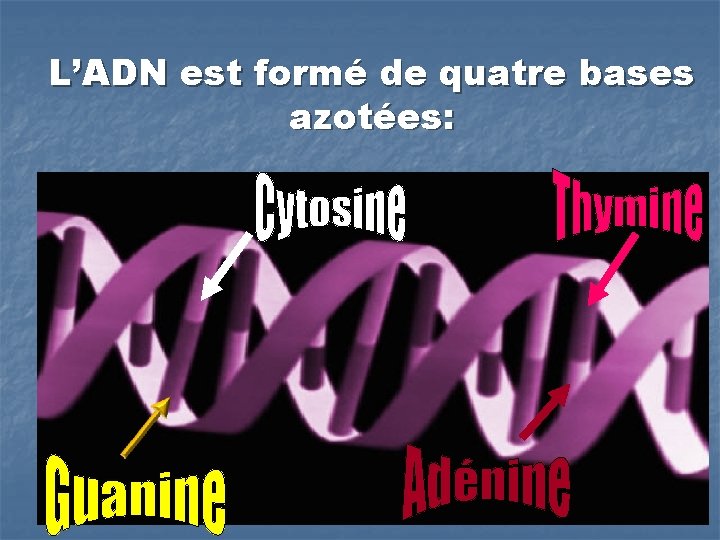 L’ADN est formé de quatre bases azotées: 