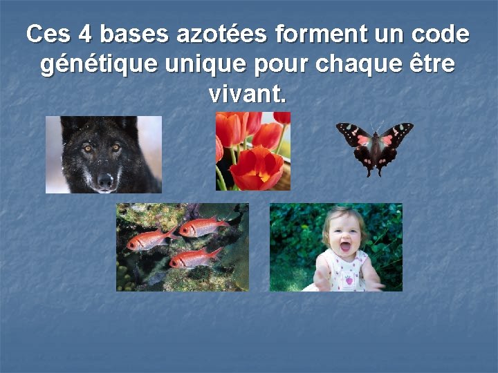 Ces 4 bases azotées forment un code génétique unique pour chaque être vivant. 