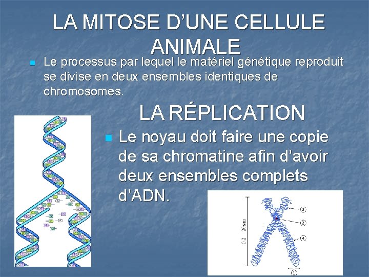 n LA MITOSE D’UNE CELLULE ANIMALE Le processus par lequel le matériel génétique reproduit